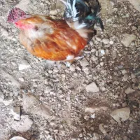 خروس چهل تاج