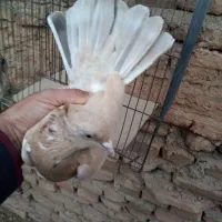 چند عدد کبوتر زیبا