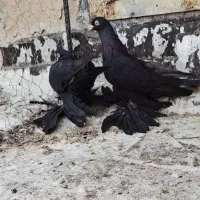 کبوتر قره وقرمز|پرنده|اهر, |دیوار