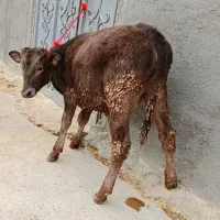 گوساله نر شاروله حدوداً ۲۰۰کیلو|حیوانات مزرعه|ایجرود, |دیوار