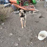 سگ سرابی|سگ|اردبیل, |دیوار