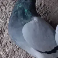 کبوتر گمشده