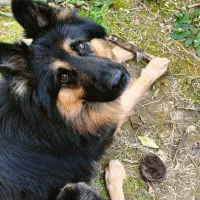 فروش سگ ژرمن نر دو ساله