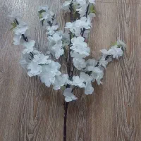 گل خارجی شکوفه