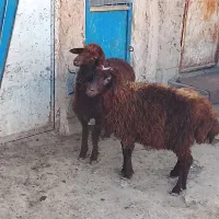 دوراس بره ماده کردی یک بره نر