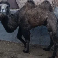 شتر دوکوهانه