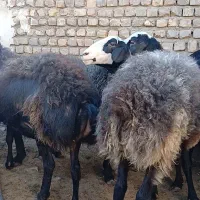 میش شال و افشار نوبران|حیوانات مزرعه|نوبران, |دیوار