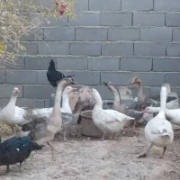 غاز و قوغاز|حیوانات مزرعه|پیشوا, |دیوار