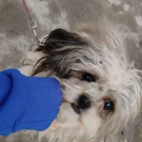 سگ پا کوتاه