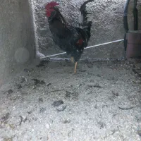 خروس گلین|حیوانات مزرعه|تهران, شهرک زینبیه|دیوار