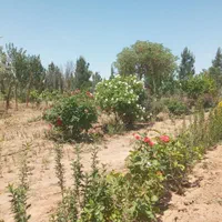 باغچه های1000متری سنددار، سهیلیه، حوالی زعفرانیه|فروش زمین و ملک کلنگی|کرج, فاز ۲ مهرشهر|دیوار