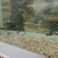 گوپی مولد فروش فوری