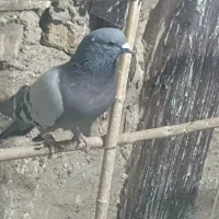 کبوتر کهنه آس و جوجه|پرنده|ورامین, شهرک مدرس|دیوار