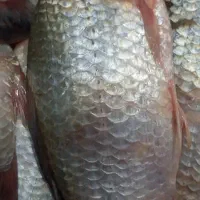 ماهی کپور تازه ۵۰|ماهی|شوش, |دیوار