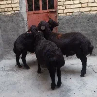 بره نر قزل لخت|حیوانات مزرعه|سارال, |دیوار