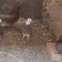 شازده کاکل دوچشمی تهرانی