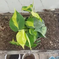 گل و گیاه اسکاندیس ابلق قلبی