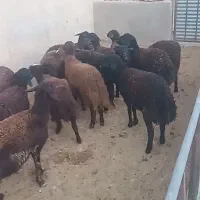 ۱۵ راس بره ماده قزل افشار اصل