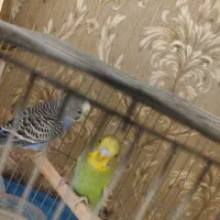 مرغ عشق|پرنده|برخوار, |دیوار