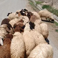 گوسفند قربانی برای ماه مبارک محرم با قیمت مناسب