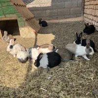 خرگوش فروشی ۸۰ هزار تومان|موش و خرگوش|ساوه, |دیوار