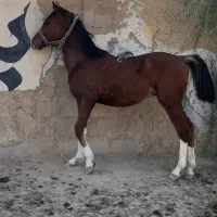 اسب کره نوه سالار۲|اسب و تجهیزات اسبسواری|شیراز, انجیره|دیوار