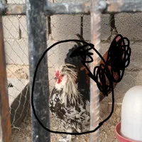 خروس سلطان