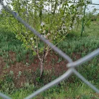 فروش باغ انگور و میوه ۱/۳۰۰متری بعد دهکده پارس