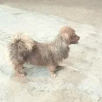 سگ گمشده|حیوانات|ملایر, |دیوار