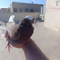 قریب گیری پرشی|حیوانات|نسیم‌شهر, |دیوار