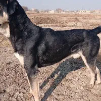 سگ پژدر|سگ|نسیم‌شهر, |دیوار