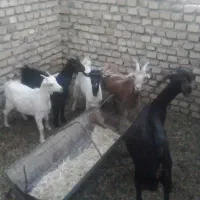 فروش دو عدد بز و کره ماده بزرگ|حیوانات مزرعه|کوهبنان, |دیوار