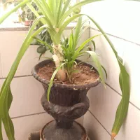 گلدان سفالی بزرگ