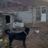 سگ عراقی|سگ|باسمنج, |دیوار