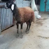 گوسفند نر تخمی|حیوانات مزرعه|قائم‌شهر, |دیوار