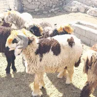 فروش بره قوچی|حیوانات مزرعه|نورآباد ممسنی, |دیوار