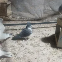 ماده ازادشهر گم کردم