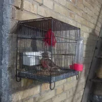 سهره بخون فروش یا معاوضه|پرنده|چهاردانگه (تهران), |دیوار