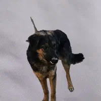 ژرمن شولاین|سگ|زاهدان, |دیوار