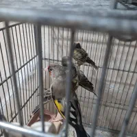 انواع پرنده سهره قناری طوطی گلدین فنج|پرنده|سمنان, |دیوار