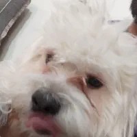 واگذاری سگ شیتزو نر پشمالو