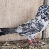 کبوتر تهرانی