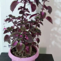 گل همیشه بهار ،حسن یوسف ، عروس و سانسوریا|گل و گیاه طبیعی|محمدیه-قزوین, |دیوار