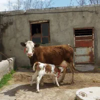 سیمنتال مونتی بیلیارد شیری شکم اول.بازید خود مراغه