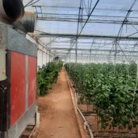 فروش گلخانه صنعتی|فروش دفتر صنعتی، کشاورزی، تجاری|عسگران, |دیوار