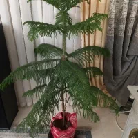 گل کاج مطبق