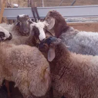 میش داشتی و بره نر پای پروار|حیوانات مزرعه|اسفراین, |دیوار