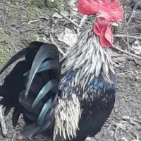 خروس مینیاتوری