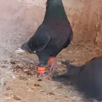 زاغ دم سفید کفتر|پرنده|اسفراین, |دیوار