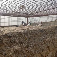 نر دورگ رنگی گرفتنی